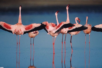 Pembe Kanatlar: Flamingolarin Gizemi Fotoğrafları 8