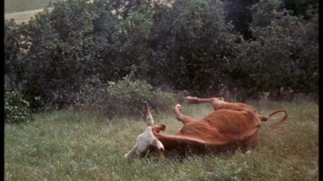 Old Yeller Fotoğrafı