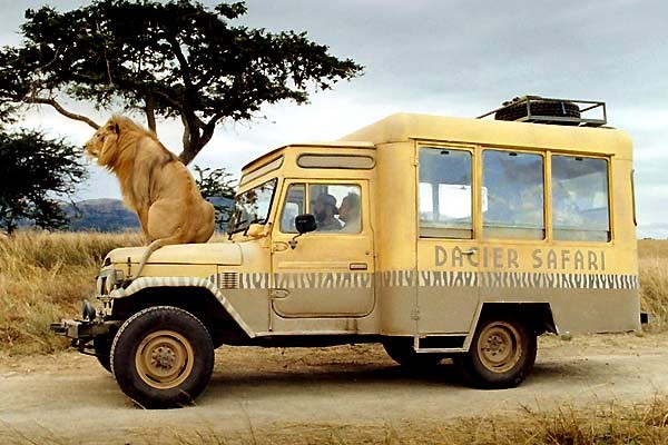 Safari fotoğrafı