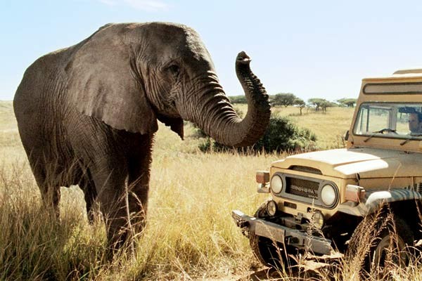 Safari Fotoğrafı