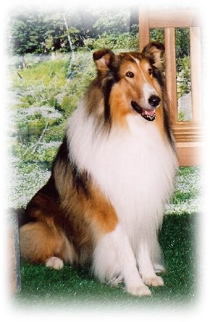 Lassie Fotoğrafları 6