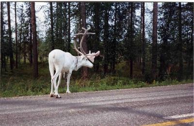 The White Reindeer Fotoğrafları 5