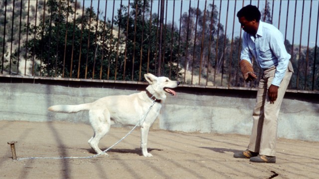 Beyaz Köpek Fotoğrafları 4