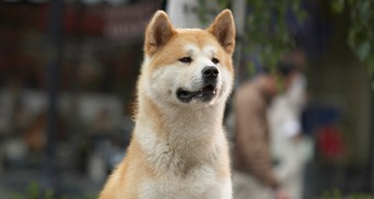 Hachi: Bir Köpeğin Hikayesi Fotoğrafları 5