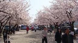 Yunagi City, Sakura Country Fotoğrafı