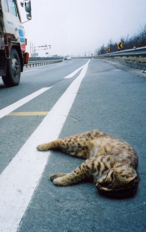 One Day On The Road Fotoğrafları 1