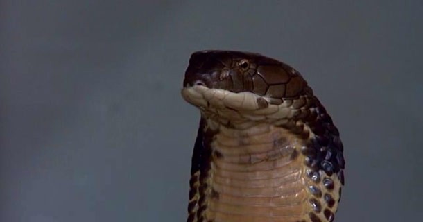 Sssssss Fotoğrafı