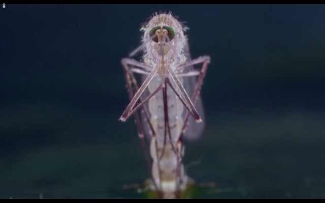 Çayırın Sakinleri Fotoğrafı