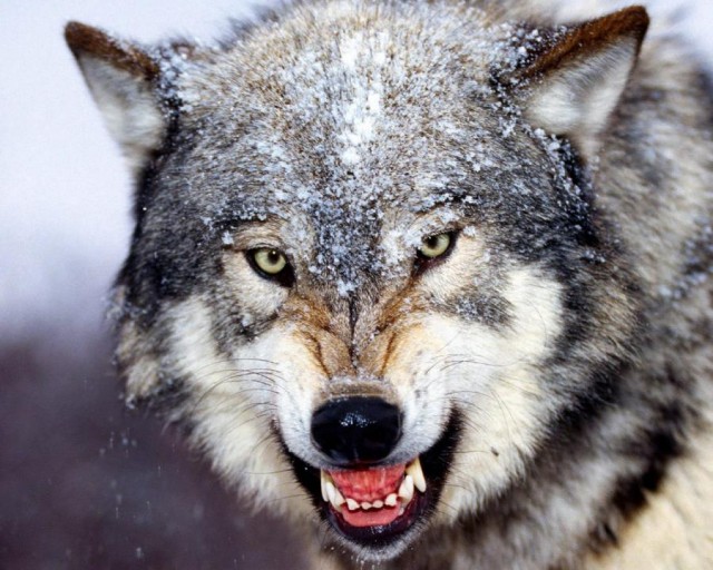 Timberwolf Fotoğrafları 1