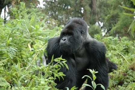 Sisteki Goriller Fotoğrafları 9