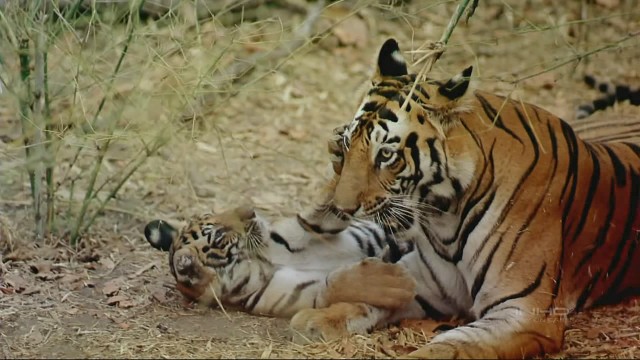 India: Kingdom Of The Tiger Fotoğrafları 1