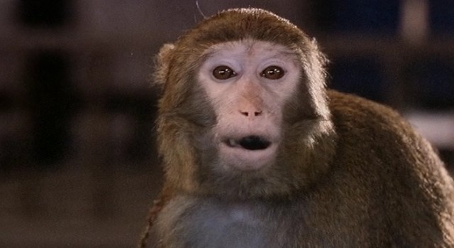 Gui Yao Gui Fotoğrafı