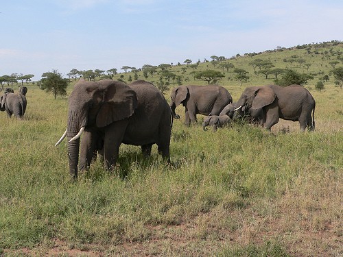 Wildlife In Serengeti Fotoğrafları 2