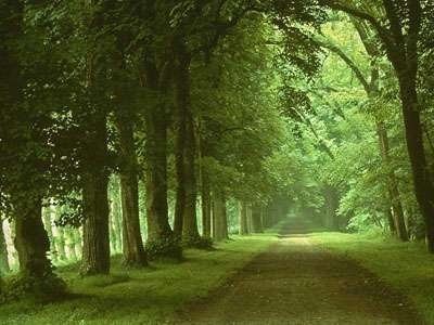 Yeşil Yol Fotoğrafı