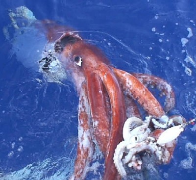 Kraken:tentacles Of The Deep Fotoğrafları 1