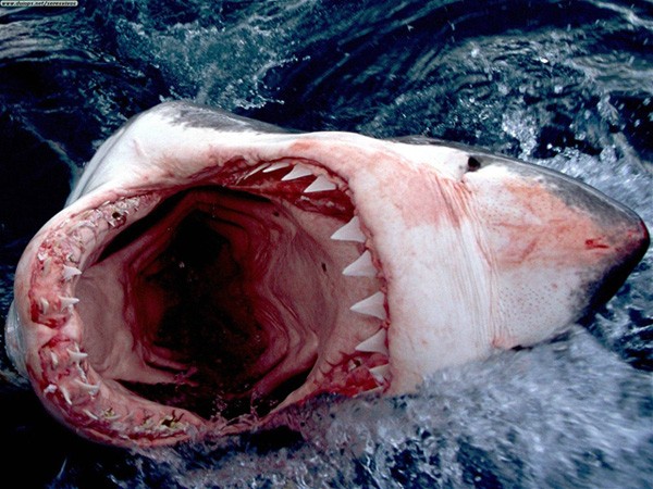 Katil Köpekbalığı Fotoğrafları 2