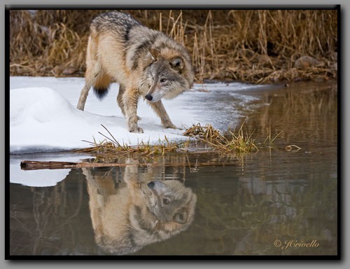 Wolf Lake Fotoğrafları 4