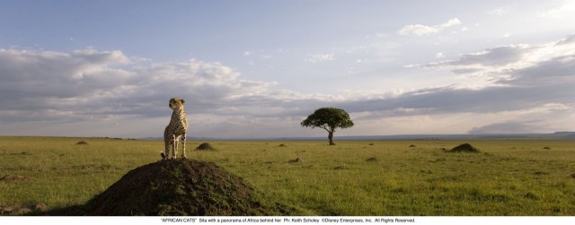 Afrika Kedileri Fotoğrafları 2