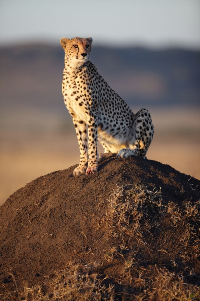 Afrika Kedileri Fotoğrafı
