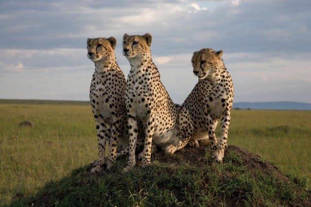 Afrika Kedileri Fotoğrafları 13