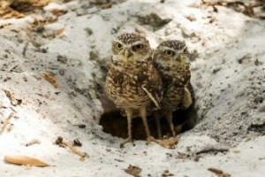 Hoot Fotoğrafı