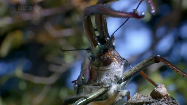 Bbc Hayat - Yaşam Mücadelesi Fotoğrafı